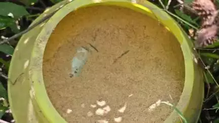 কালীগঞ্জ: মোলান্দি গ্রামে নামানো হলো ডগ স্কোয়াড,  তল্লাশি চালিয়ে উদ্ধার হল দুই ড্রাম ভর্তি বোমা, এলাকায় ব্যাপক চঞ্চল