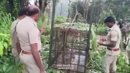 பந்தலூர்: அய்யன்கொல்லி குடியிருப்பு பகுதியில் சுற்றிய சிறுத்தை பாதுகாப்பாக பிடிக்கபட்டு முதுமலை புலிகள் காப்பகத்தில் சிகிச்சைக்குப் பின் விடுதலை