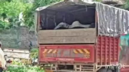 चाकूर: लातूर रोड येथील पूजा हॉटेल व आसरा लॉसमोर जनावरांची अवैधरित्या वाहतूक करणारे दोन टेम्पो जप्त