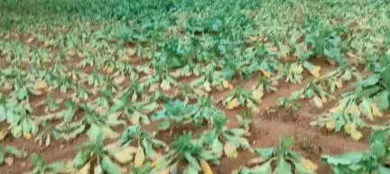 रातू: मूसलाधार बारिश से रातु प्रखंड के मखमंडरो निवासी को हुआ लाखों का नुकसान!