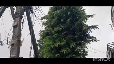 सरदारपुर: सरदारपुर की भोजनगर कॉलोनी में वृक्षों से लिपटे बिजली के तारों से हादसे का डर