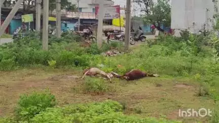 ಲಿಂಗಸೂರು: ಮುದುಗಲ್ ಪಟ್ಟಣದಲ್ಲಿ ವಿದ್ಯುತ್ ಸ್ಪರ್ಶಿಸಿ ಎರಡು ಕುರಿ ಸಾವನ್ನಪ್ಪಿದ ಘಟನೆ ಜರುಗಿದೆ
