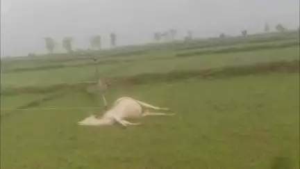 डोभी: मनीपर नहर किनारे 11 हजार वोल्ट के तार की चपेट में आने से एक मवेशी की मौत