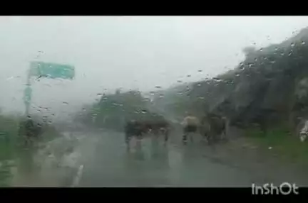 ददाहू: बेसहारा पशु रेणुका जी विधानसभा के हरिपुरधार की सड़क पर पशु के मालिक के ऊपर किसी भी प्रकार की कोई प्रशासन कार्रवाई नहीं