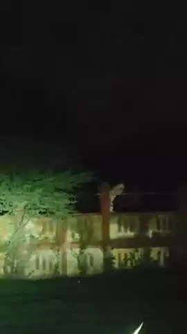 कांकेर: हाउसिंग बोर्ड कॉलोनी में तेंदुए का आतंक, बछड़े पर किया हमला, वीडियो हुआ वायरल