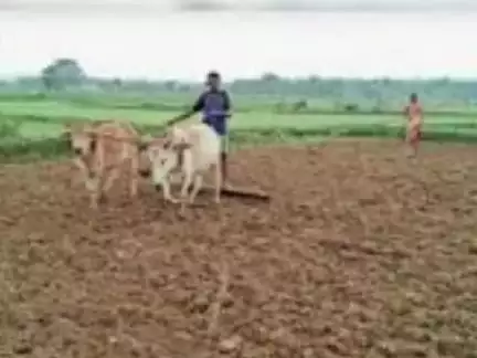 फरसाबहार: झमाझम बारिश से फरसाबाहर क्षेत्र के किसानों को भारी नुकसान, धान बीज बहने से किसान चिंता में डूबे