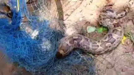 বান্দোয়ান: বান্দোয়ানে  জোড়া ময়াল উদ্ধার করল বনদপ্তর