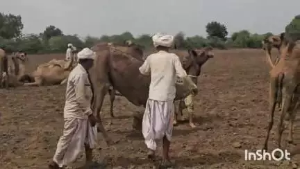 રાધનપુર: વૌવામાં ૩૦૪ ઊંટ ને રસીકરણ કરાયું,પશુપાલન વિભાગ દ્વારા મહાકેમ્પ યોજાયો