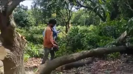 పూతలపట్టు: తవణంపల్లిలో మామిడికాయకు దక్కని ధరలతో చెట్లను తొలగించిన రైతు