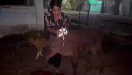कटनी नगर: गौ रक्षा कमांडो फोर्स की जिलाध्यक्ष ने मवेशियों व श्वानों के गले में रेडियम बांधकर चलाया अभियान
