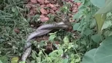 ରାୟଗଡା: ଗୁଣପୁର ଶେଫାଳୀ ପାହାଡ ହନୁମାନ ମନ୍ଦିର ନିକଟରେ ନାଗ _ ନାଗୁଣୀ ଙ୍କ ଖେଳ ଭିଡିଓ ଏବେ ମୋବାଇଲ କୁ ମୋବାଇଲ ଭାଇରାଲ୍ ହେବାରେ ଲାଗିଛି