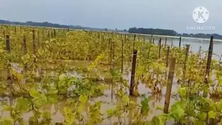 সাঁকরাইল: টানা বৃষ্টিতে সাঁকরাইলের একাধিক এলাকার চাষের জমি জলমগ্ন, মাথায় হাত চাষীদের 
#jansamasya