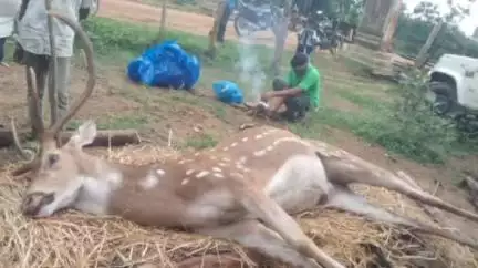 बालोद: तीन दिन में तीन हिरणों की मौत, गांव में कुत्तों और जंगल में लकड़बग्घों ने किया शिकार, तांदुला डैम में तैरता मिला शव