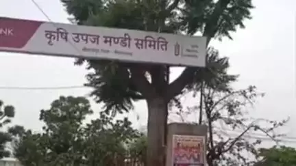 श्रीमाधोपुर: कृषि उपज मंडी श्रीमाधोपुर में व्यापारियों ने 5 जुलाई तक की हड़ताल, कृषक कल्याण फीस समाप्त करने की मांग की