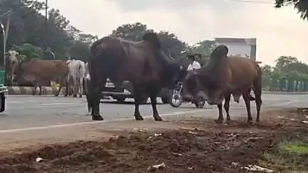 ઓલપાડ: કીમ ગામે સ્ટેટ હાઈવે પર બે આખલાઓ વચ્ચે યુદ્ધ જામ્યું. #jansamasya