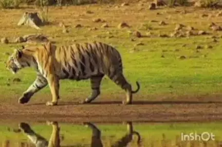 चंद्रपूर: ताडोबा व्याघ्र प्रकल्पाचे स्कोर झोन आजपासून पर्यटकांसाठी बंद