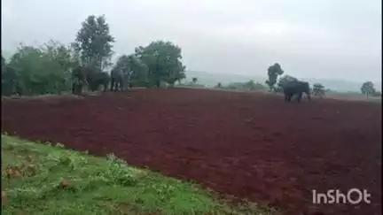 पुष्पराजगढ़: टिकराधवई गांव में पहुंचा हाथियों का झुंड, दो घरों में की तोड़फोड़