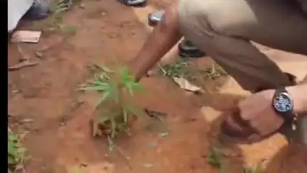 കൊട്ടാരക്കര: എഴുകോണിൽ നിന്ന് കഞ്ചാവ് ചെടിയും പുത്തൂരിൽ നിന്ന് എട്ടു ലിറ്റർ ചാരായവും പിടികൂടി