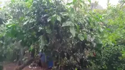 କୋରାପୁଟ ସହର: କୋରାପୁଟ ଜିଲ୍ଲାରେ ବୁଧବାର ପ୍ରବଳ ବର୍ଷା ସମ୍ଭାବନା ନେଇ ୟେଲୋ ୱାର୍ଣିଂ ଜାରି କରିଛି ରାଜ୍ୟ ପାଣିପାଗ ବିଜ୍ଞାନ କେନ୍ଦ୍ର