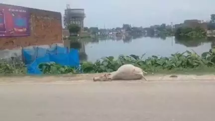 सिधौली: नगर पंचायत सिधौली आवारा मृत पशुओं पर नहीं दे रहा ध्यान, सड़क पर पड़े हैं