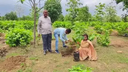 अकलतरा: दल्हापहाड़ परिक्षेत्र में 'एक पेड़ मां के नाम' अभियान के तहत किया गया वृक्षारोपण