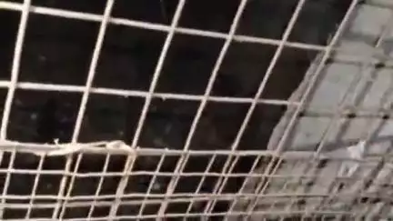 अजमेर: जेलर साब की गली स्थित पीर बाबा की मजार के पास 8 से 10 फीट लंबा सांप निकला, क्षेत्र में मचा हड़कंप