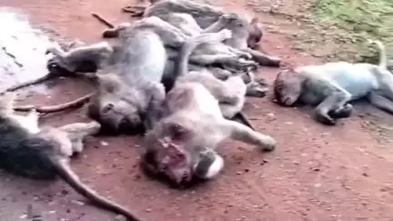 ಗುಂಡ್ಲುಪೇಟೆ: ಕಂದೇಗಾಲ ಗ್ರಾಮದ ಬಳಿ ಕೋತಿಗಳ ಮಾರಣಹೋಮ, ಕಿಡಿಗೇಡಿಗಳಿಂದ ಕೃತ್ಯವೆಸಗಿರುವ ಶಂಕೆ
