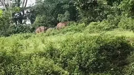 गोला: सरलाकला गांव के पास गोमती नदी किनारे पहुंचा जंगली हाथियों का झुंड, देखने पहुंचे सैकड़ों लोग
