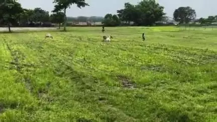 दिघलबैंक: तालगाछ में आवारा कुत्तों ने एक बकरी को नोच-नोच कर मार डाला, एक अन्य घायल