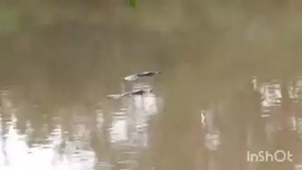 अंबाह: उसेद गांव के नयापुरा तालाब में 2 मगरमच्छ दिखने से हड़कंप, ग्रामीणों में दहशत