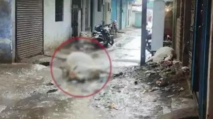 हुज़ूर: भोपाल: करोंद बिलाल कॉलोनी में खम्बे के करंट से हादसा, 2 मवेशियों की मौत