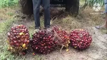 మహబూబాబాద్: కురవిలో ఆయిల్ పామ్ మెగా ప్లాంటేషన్ మేళా,ఆయిల్ పామ్ గెలల కోతపండగ మహోత్సవంలో పాల్గొన్న వ్యవసాయ, ఉద్యాన,ఆయిల్ఫెడ్ అధికారులు