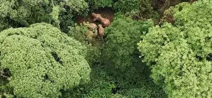 ಮಡಿಕೇರಿ: ನಾಪೋಕ್ಲಿನ ಬೊಮ್ಮಂಜಕೇರಿಯಲ್ಲಿ ಕಾಡಾನೆಗಳ ಹಿಂಡು ಪ್ರತ್ಯಕ್ಷ