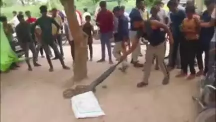 फिरोज़ाबाद: गांव गढ़ी तिवारी इलाके में विशालकाय अजगर निकलने से लोगों में मचा हड़कंप