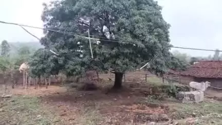 बजाग: पड़रिया डोंगरी: शारदा मंदिर के पास कटी विद्युत लाइन से हो सकता है हादसा, वीडियो वायरल