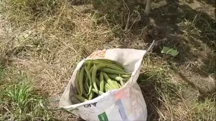 লংথরাই ভ্যালি: সব্জি চুরির সন্দেহে এক যুবককে নির্মমভাবে পিটিয়ে খুন,ঘটনা ধলাই জেলার মনু রেলব্রীজ সংলগ্ন এলাকায়