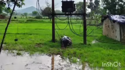 अजयगढ़: अजयगढ़ के ग्राम निजामपुर में करेंट लगने से भैंस की मौत, किसान परिवार का था सहारा
