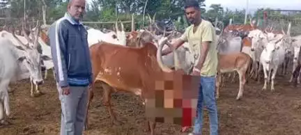 ಹನೂರು: ಒಡೆಯರಪಾಳ್ಯ ಟಿಬೇಟಿಯನ್ ಕ್ಯಾಂಪ್ ಬಳಿ ಸಿಡಿಮದ್ದು ಸಿಡಿದು ಹಸುವಿನ‌ ಮುಖ ಛಿದ್ರ