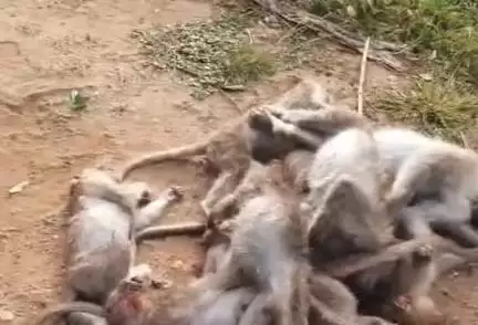 ಗುಂಡ್ಲುಪೇಟೆ: ಹುಲಿಗಳ ಸಾವಿನ ಬೆನ್ನಲ್ಲೇ ಈಗ ಕೋತಿಗಳಿಗೆ ವಿಷ ಹಾಕಿ ಹತ್ಯೆ, ಪಟ್ಟಣದಲ್ಲಿ ಆಕ್ರೋಶ#localissue