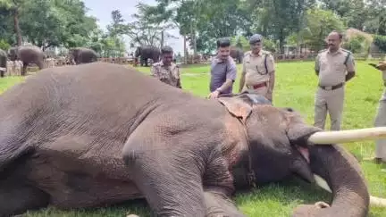 ಹೆಗ್ಗಡದೇವನಕೋಟೆ: 2025ರ ಮೈಸೂರು ದಸರಾ, ಹೆಚ್.ಡಿ ಕೋಟೆ ಶಿಬಿರದಲ್ಲಿ ಆನೆಗಳ ಆರೋಗ್ಯ ತಪಾಸಣೆ