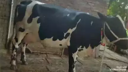 लालगंज: हाईवे पर स्थित गंगहरा खुर्द गांव में घर के पीछे बंधी दुधारू गाय और बछड़े को अज्ञात चोरों ने उठा लिया, पीड़ित ने दी तहरीर