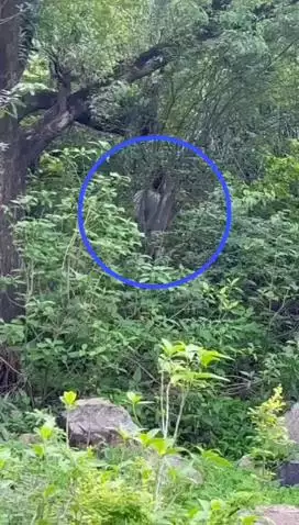 आमेर: शाहपुरा के बिदारा में पेड़ से लटका हुआ मिला युवक का शव, मौके पर पुलिस और एफएसएल टीम
