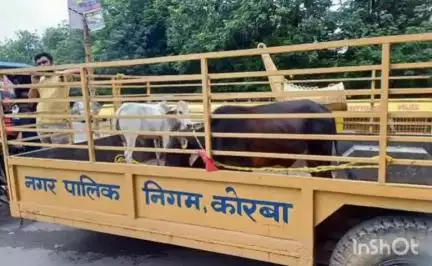 कोरबा: मवेशियों को सड़क पर खुला छोड़ने वाले पशुपालकों पर होगी दंडात्मक कार्रवाई