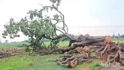 धनघटा: महुली गांव के सिवान में हरे पेड़ों की कटान जोरों पर