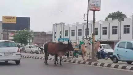 શહેરના રાધનપુર રોડ પર રખડતા ઢોર ના કારણે વાહન ચાલકો હેરાન પરેશાન #jansamasya