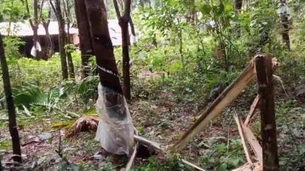 ಬೆಳ್ತಂಗಡಿ: ಮಲ್ಲಡ್ಕದಲ್ಲಿ ಕೃಷಿ ತೋಟಗಳಿಗೆ ನುಗ್ಗಿದ ಒಂಟಿ ಸಲಗ: ಕೃಷಿಕರಿಗೆ ಆತಂಕ