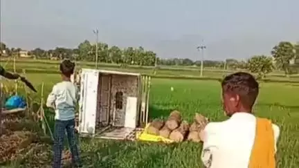 फरेंदा: रामनगर में सागौन की लकड़ी से भरी पिकअप खेत में पलटी, वन विभाग की टीम ने लकड़ी को किया जब्त
