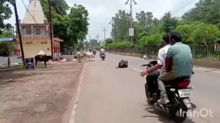 कटनी नगर: कलेक्टर ने मवेशियों को खुला छोड़ने पर लगाया प्रतिबंध, भारतीय नागरिक सुरक्षा संहिता के तहत जारी किया आदेश