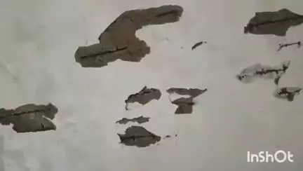 उदयपुर: उदयपुर महिला एवं बाल विकास विभाग कार्यालय खस्ताहाल भवन में टूटकर गिरते प्लास्टर के बीच काम करने को मजबूर