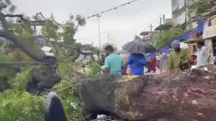మనోహరాబాద్: మున్సిపల్ పట్టణంలో నేలకొరిగిన భారీ వృక్షం, తప్పిన ప్రమాదం
